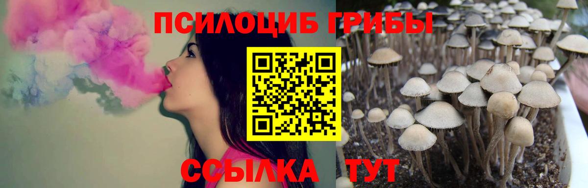 как найти закладки  Псилоцибиновые грибы Cubensis  Вход с VPN  Сертолово 
